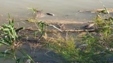 نفوق الأسماك في نهر دجله ناقوس خطر في قضاء علي الغربي 