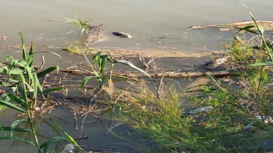 نفوق الأسماك في نهر دجله ناقوس خطر في قضاء علي الغربي 