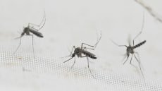 البصرة : تختنق بالحشرات أين الجهات المعنية