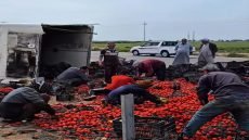حادث سير على طريق كوت – بغداد؛ تسبب بانقلاب شاحنة محملة بالطماطم قرب النعمانية
