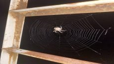 لماذا العناكب لا تلتصق بشباكها