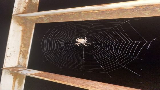 لماذا العناكب لا تلتصق بشباكها