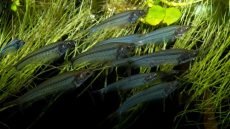 السمكة الزجاجية هي من الأسماك العجيبة التي تمتاز بجسم شبه شفاف يسمح برؤية هيكلها الداخلي بوضوح، مما يجعلها تبدو كأنها غير مرئية تقريبًا. تعيش غالبًا في المياه العذبة وتتحرك في مجموعات، وتعتمد على شفافيتها كوسيلة تمويه ذكية للهروب من المفترسات، وهو تكيف فريد يساعدها على البقاء في بيئات مليئة بالمخاطر.