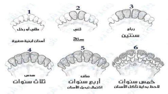 تحديد عمر الخروف عن طريق الأسنان،